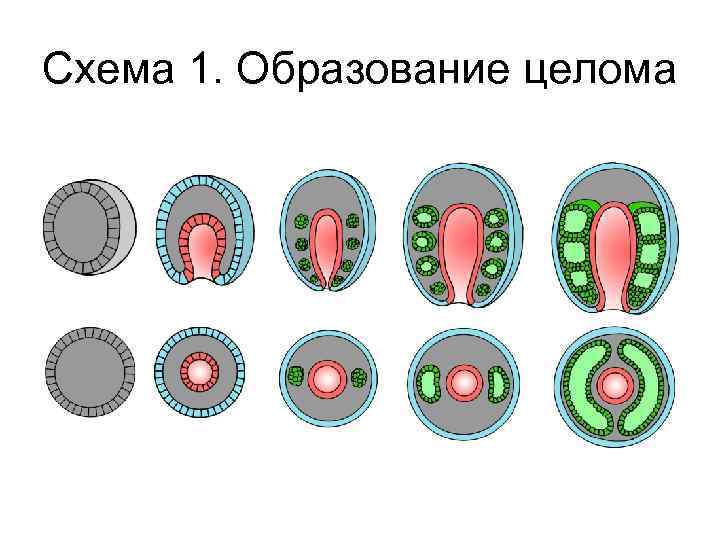 Схема 1. Образование целома 