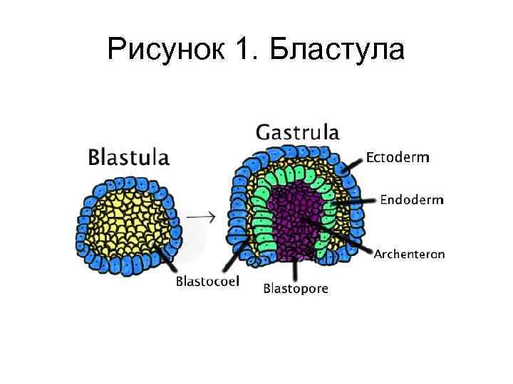 Рисунок 1. Бластула 