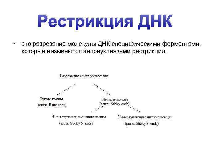 Рестрикция ДНК • это разрезание молекулы ДНК специфическими ферментами, которые называются эндонуклеазами рестрикции. 