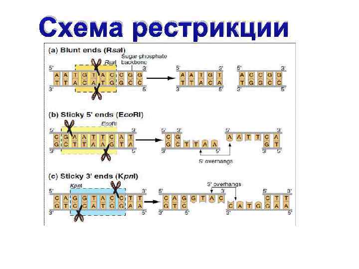 Система рестрикции модификации