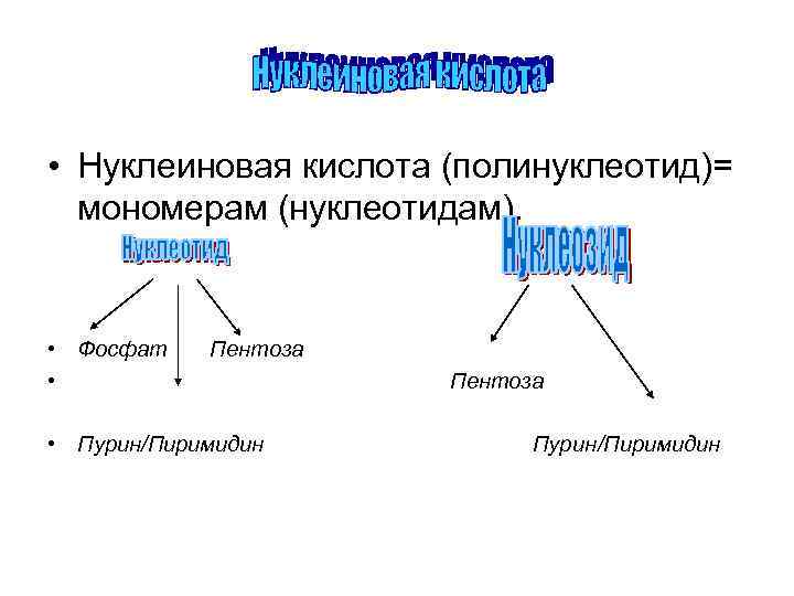  • Нуклеиновая кислота (полинуклеотид)= мономерам (нуклеотидам). • Фосфат • Пентоза • Пурин/Пиримидин Пентоза