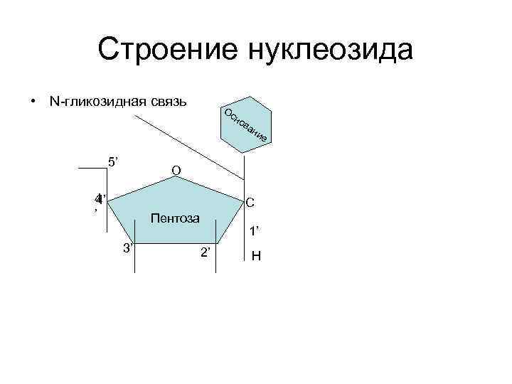 Строение нуклеозида • N-гликозидная связь Ос но 5’ ва ни е О 4 4’