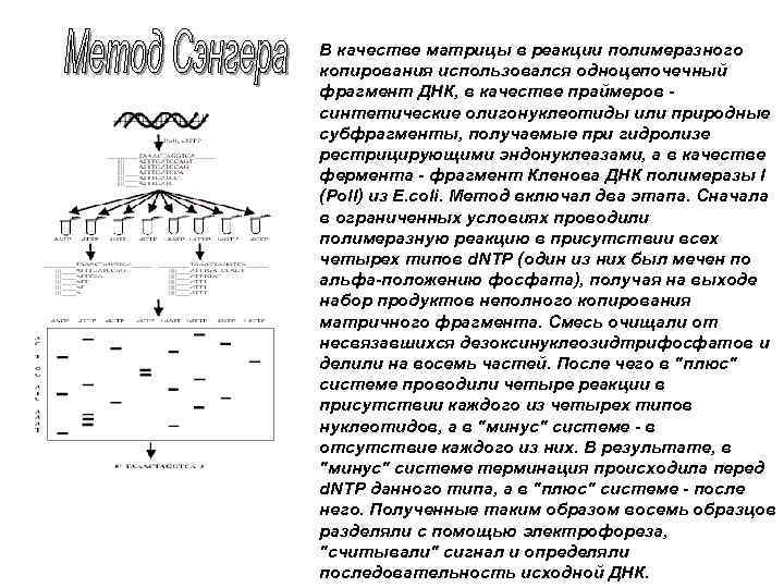 В качестве матрицы в реакции полимеразного копирования использовался одноцепочечный фрагмент ДНК, в качестве праймеров