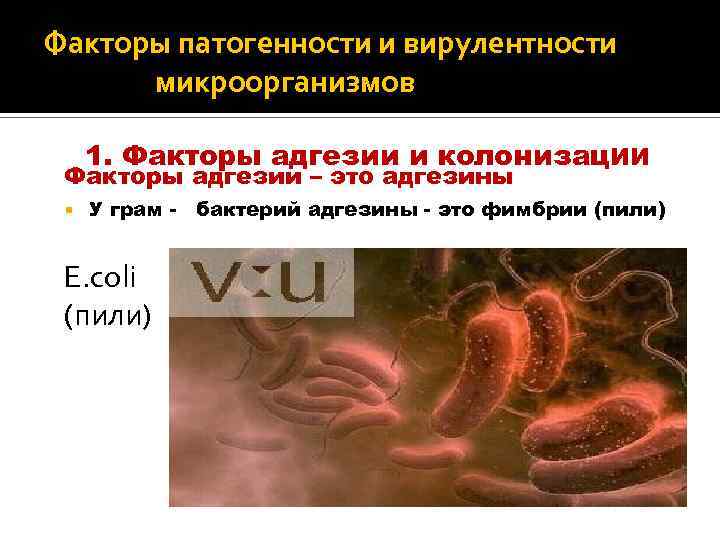 Факторы патогенности и вирулентности микроорганизмов 1. Факторы адгезии и колонизац. ИИ Факторы адгезии –