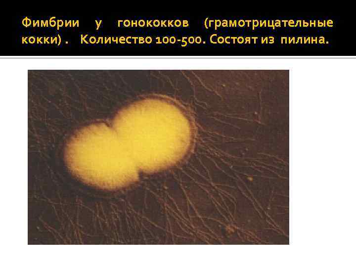 Фимбрии у гонококков (грамотрицательные кокки). Количество 100 -500. Состоят из пилина. 