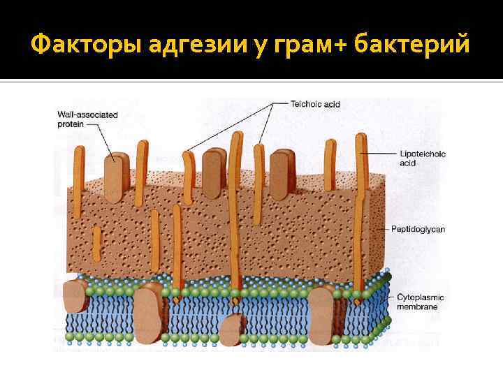 Факторы адгезии у грам+ бактерий 