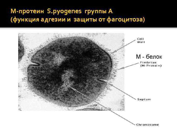 М-протеин S. pyogenes группы А (функция адгезии и защиты от фагоцитоза) М - белок