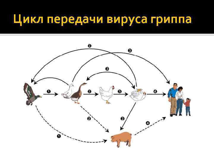 Цикл передачи вируса гриппа 