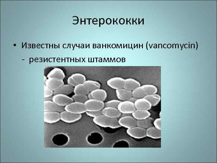 Энтерококки • Известны случаи ванкомицин (vancomycin) - резистентных штаммов 