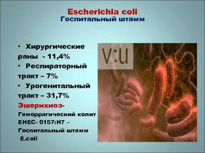 Escherichia coli Госпитальный штамм • Хирургические раны - 11, 4% • Респираторный тракт –