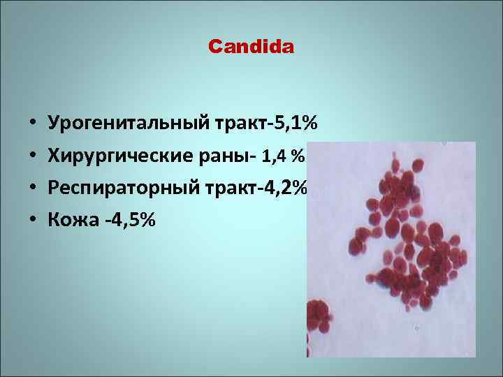 Candida • • Урогенитальный тракт-5, 1% Хирургические раны- 1, 4 % Респираторный тракт-4, 2%