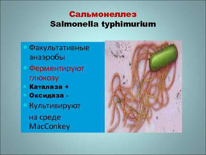 Сальмонеллез Salmonella typhimurium Факультативные анаэробы Ферментируют глюкозу Каталаза + Оксидаза - Культивируют на среде