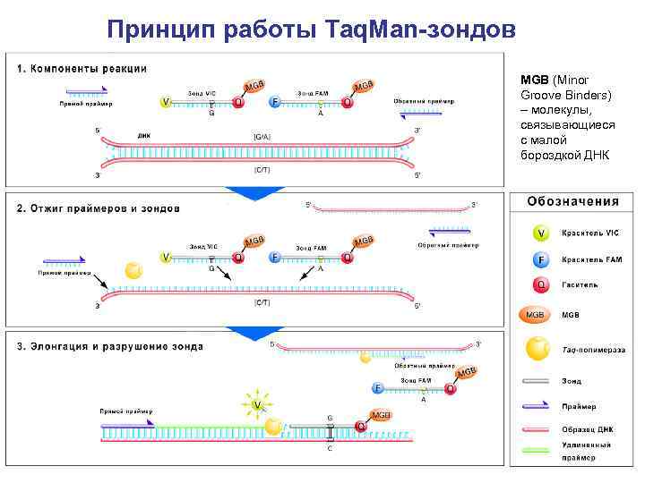 Принцип работы Taq. Man-зондов MGB (Minor Groove Binders) – молекулы, связывающиеся с малой бороздкой