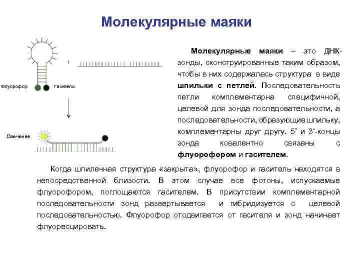 Молекулярные маяки Флуорофор Свечение Гаситель Молекулярные маяки – это ДНКзонды, сконструированные таким образом, чтобы
