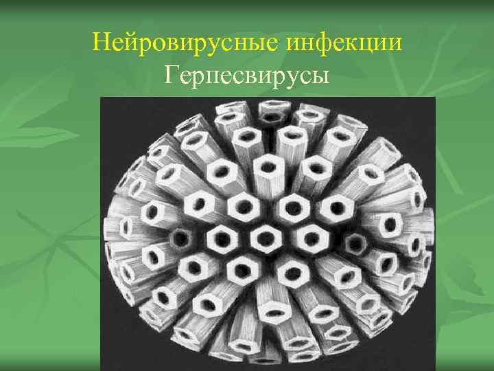 Нейровирусные инфекции Герпесвирусы 