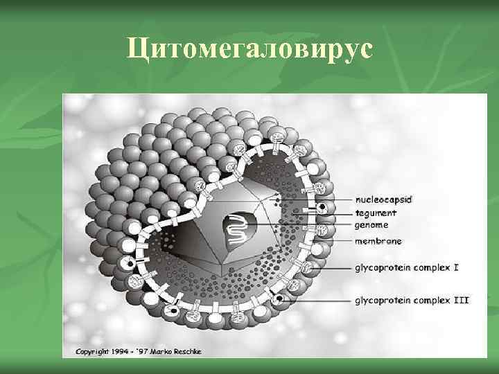 Цитомегаловирус 