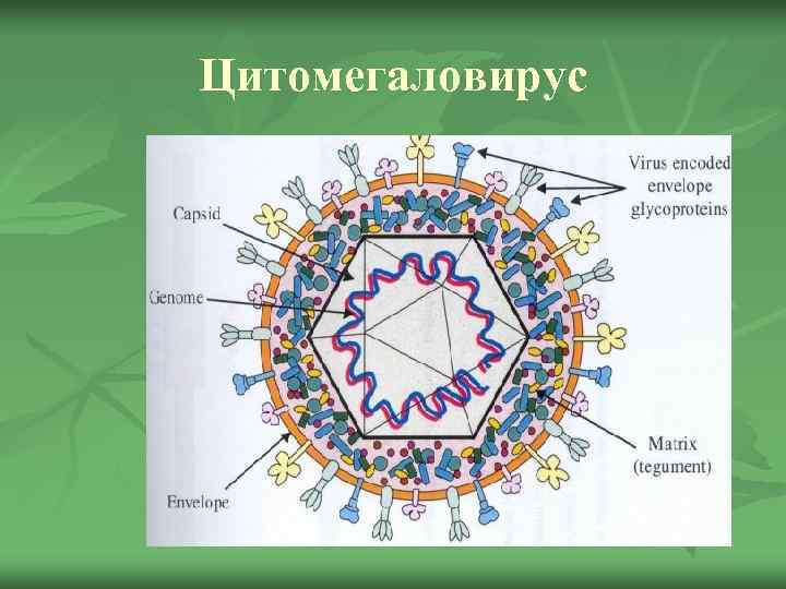 Цитомегаловирус 