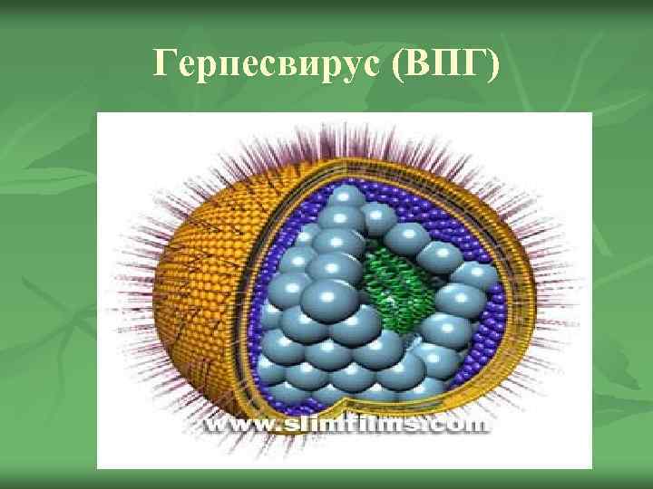 Герпесвирус (ВПГ) 