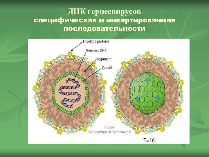 ДНК герпесвирусов специфическая и инвертированная последовательности 