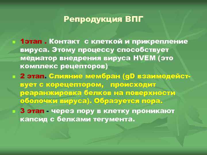 Репродукция ВПГ n n n 1 этап. Контакт с клеткой и прикрепление вируса. Этому