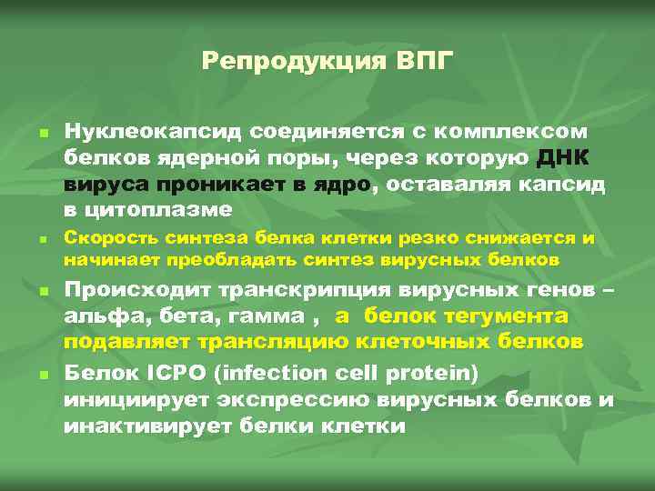Репродукция ВПГ n n Нуклеокапсид соединяется с комплексом белков ядерной поры, через которую ДНК