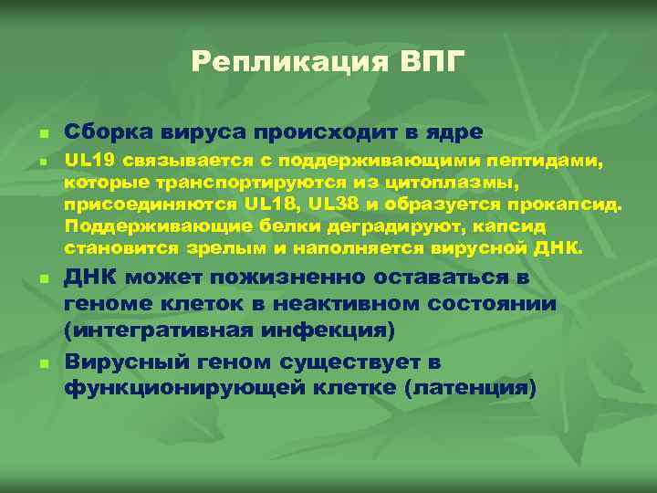 Репликация ВПГ n n Сборка вируса происходит в ядре UL 19 связывается с поддерживающими
