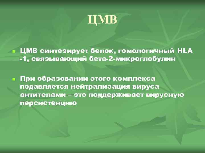 ЦМВ n n ЦМВ синтезирует белок, гомологичный HLA -1, связывающий бета-2 -микроглобулин При образовании
