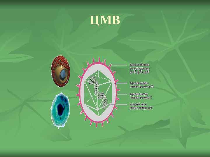 ЦМВ 