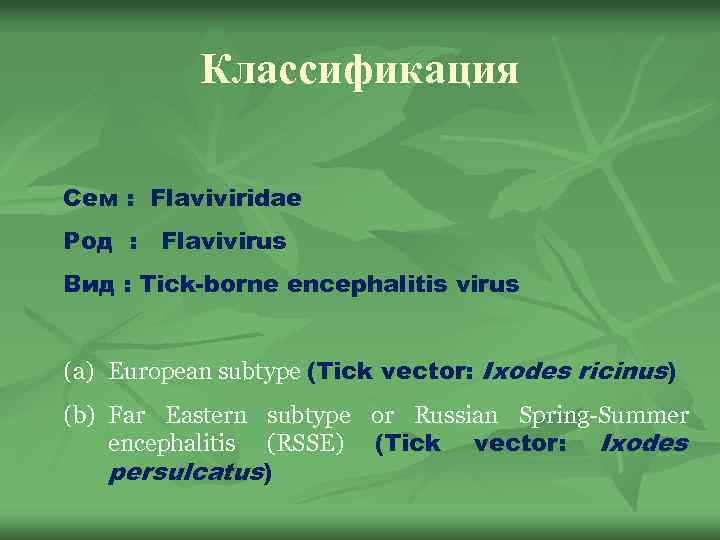 Классификация Сем : Flaviviridae Род : Flavivirus Вид : Tick-borne encephalitis virus (a) European