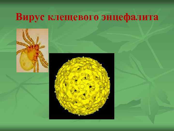 Вирус клещевого энцефалита 
