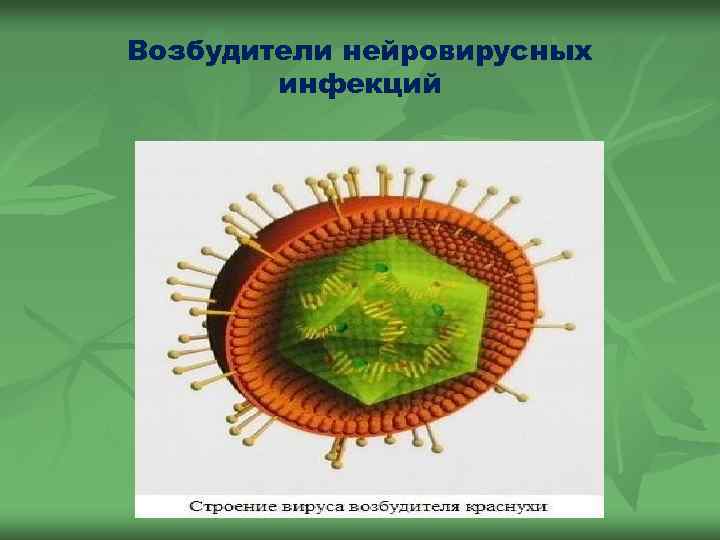 Возбудители нейровирусных инфекций 