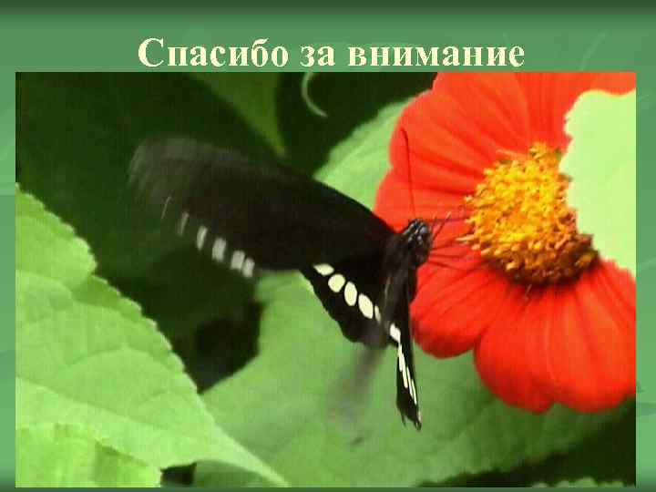 Спасибо за внимание 