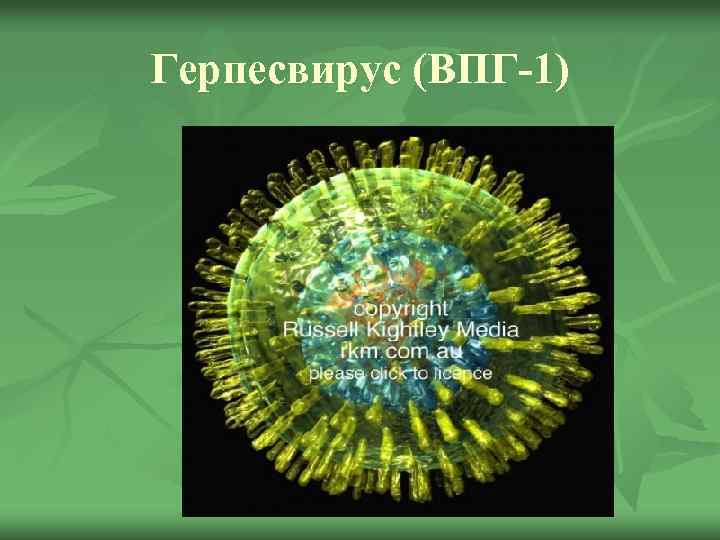 Герпесвирус (ВПГ-1) 