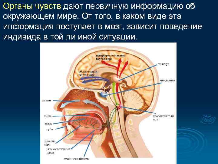 Органы чувств дают первичную информацию об окружающем мире. От того, в каком виде эта