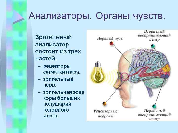 Психофизиология в схемах и комментариях психофизиология