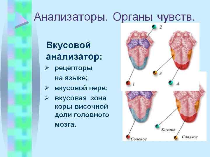 Психофизиология в схемах и комментариях психофизиология