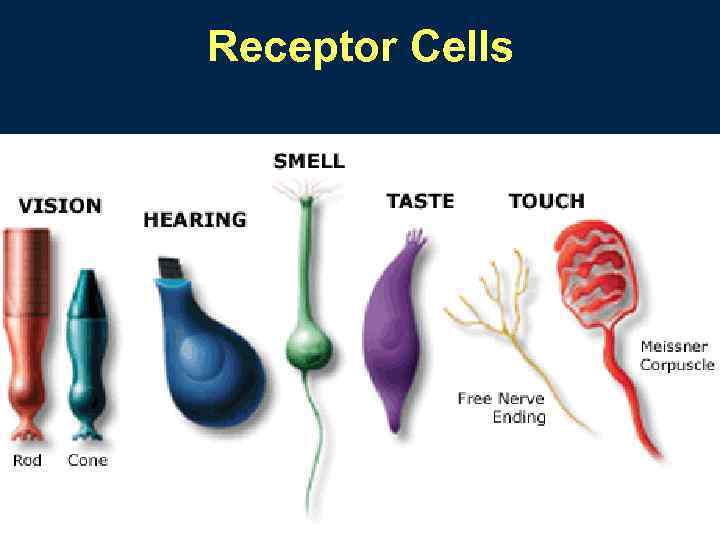 Receptor Cells 