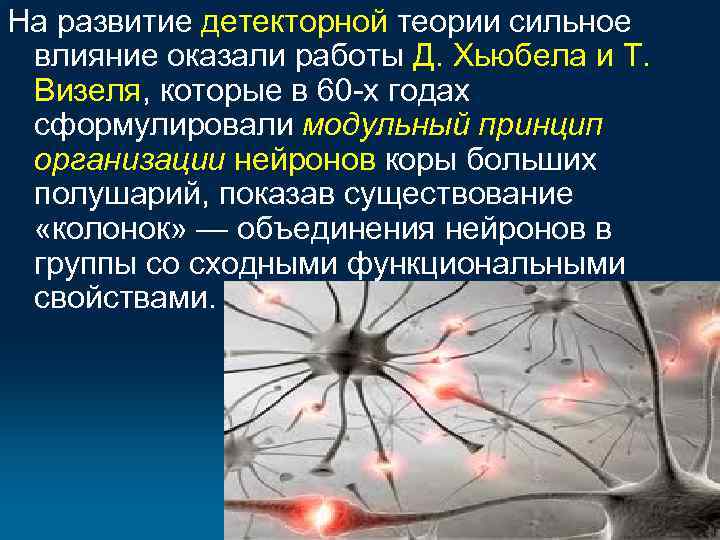 На развитие детекторной теории сильное влияние оказали работы Д. Хьюбела и Т. Визеля, которые