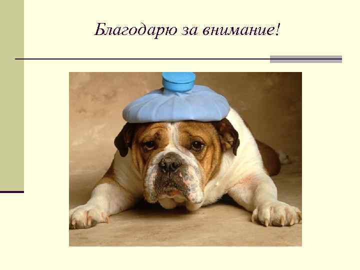 Благодарю за внимание! 