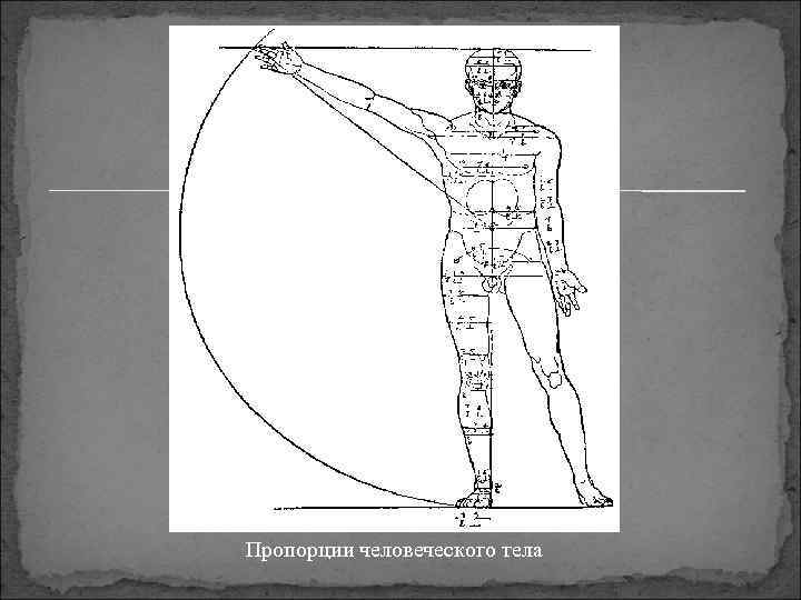 Пропорции человеческого тела 