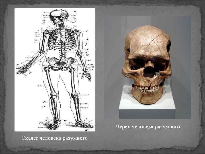 Череп человека разумного Скелет человека разумного 