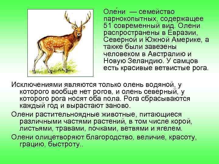 Оле ни — семейство парнокопытных, содержащее 51 современный вид. Олени распространены в Евразии, Северной