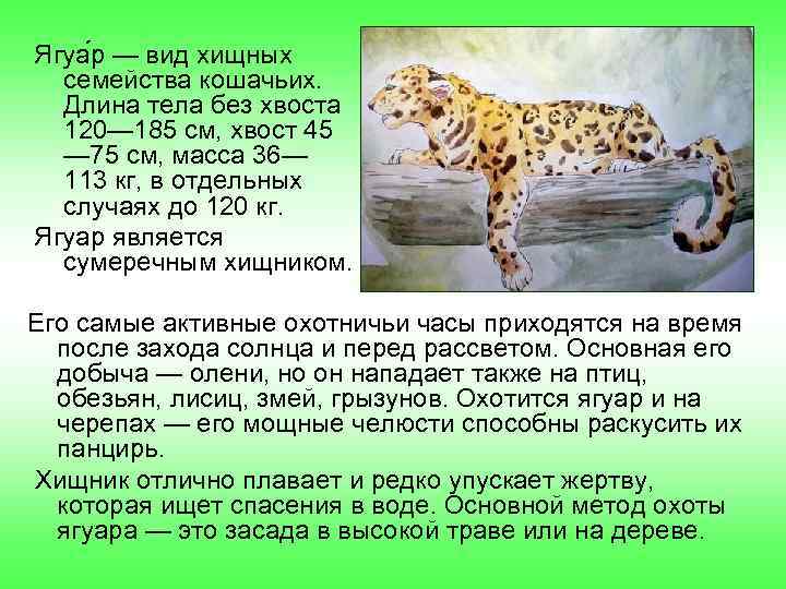 Ягуа р — вид хищных семейства кошачьих. Длина тела без хвоста 120— 185 см,