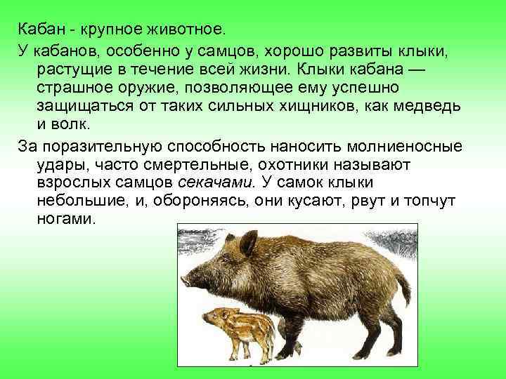 Кабан - крупное животное. У кабанов, особенно у самцов, хорошо развиты клыки, растущие в
