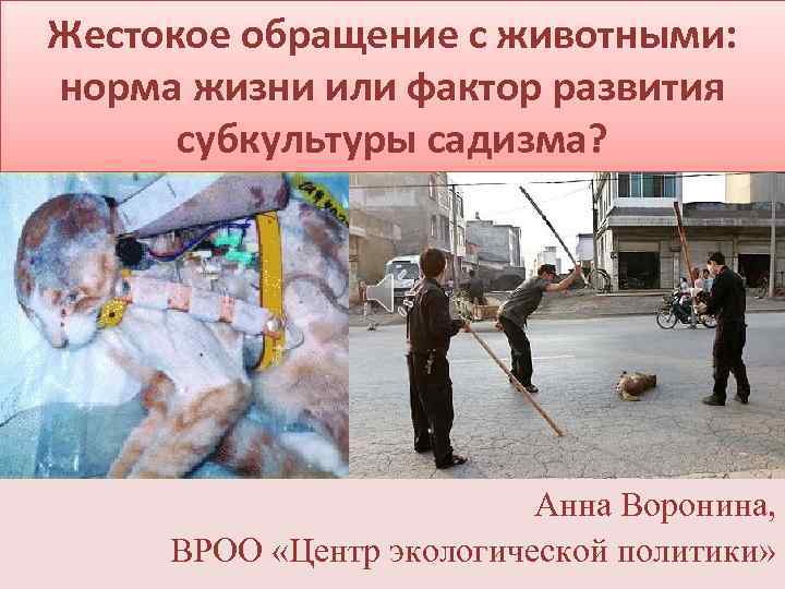 Жестокое обращение с животными: норма жизни или фактор развития субкультуры садизма? Анна Воронина, ВРОО