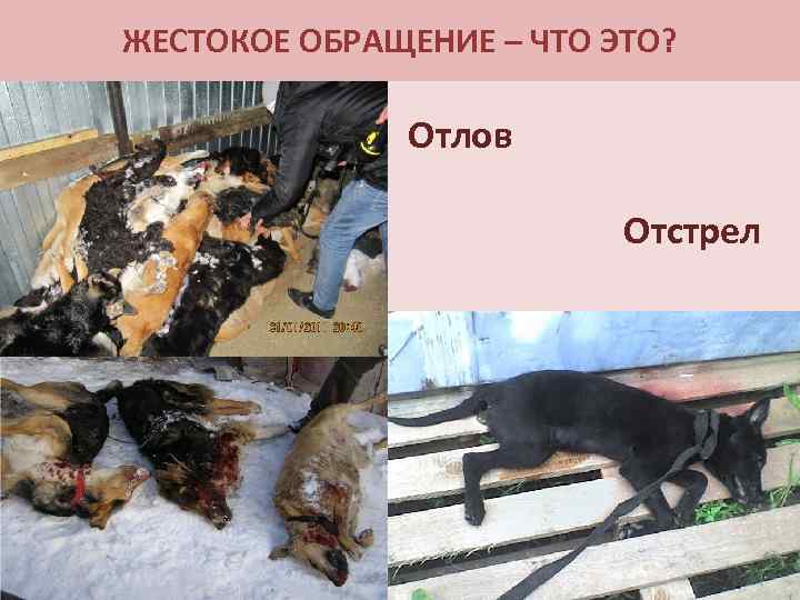 ЖЕСТОКОЕ ОБРАЩЕНИЕ – ЧТО ЭТО? Отлов Отстрел 