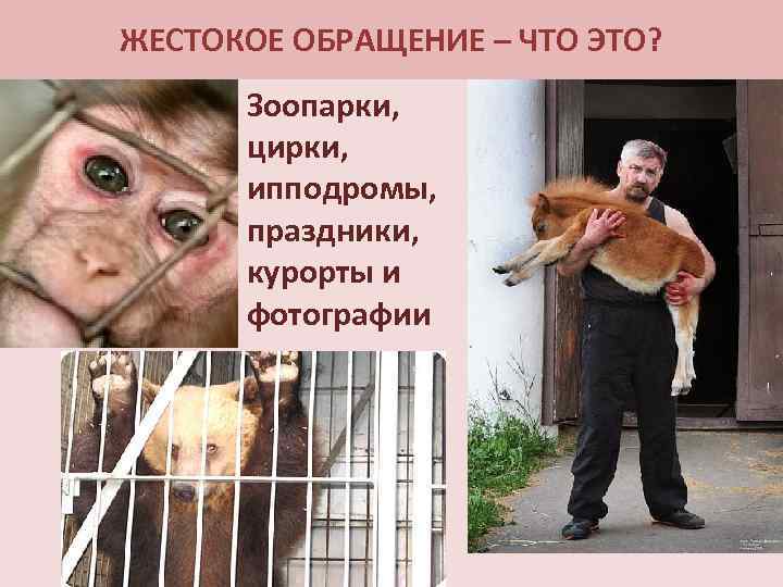 ЖЕСТОКОЕ ОБРАЩЕНИЕ – ЧТО ЭТО? Зоопарки, цирки, ипподромы, праздники, курорты и фотографии 