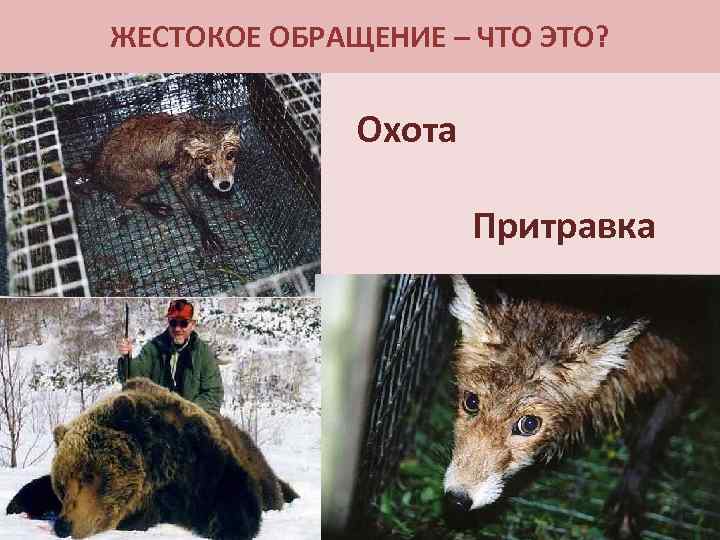 ЖЕСТОКОЕ ОБРАЩЕНИЕ – ЧТО ЭТО? Охота Притравка 