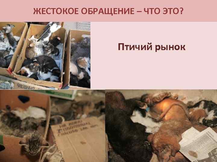 ЖЕСТОКОЕ ОБРАЩЕНИЕ – ЧТО ЭТО? Птичий рынок 