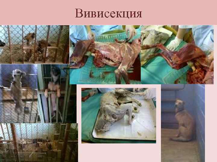 Вивисекция 
